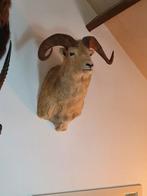 Dall Sheep - Taxidermie schoudermontage - Ovis dalli dalli -, Verzamelen, Dierenverzamelingen, Nieuw