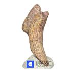 Griffe fossilisée - Top Rare Killer Unidentified Predator