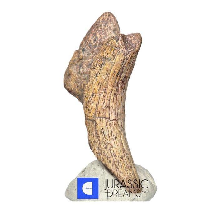 Griffe fossilisée - Top Rare Killer Unidentified Predator, Verzamelen, Mineralen en Fossielen