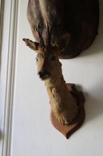 Trophée de chasse, Nieuw