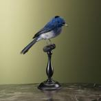 Zwartnekmonarch Taxidermie Opgezette Dieren By Max, Verzamelen, Dierenverzamelingen, Ophalen of Verzenden, Nieuw, Vogel, Opgezet dier