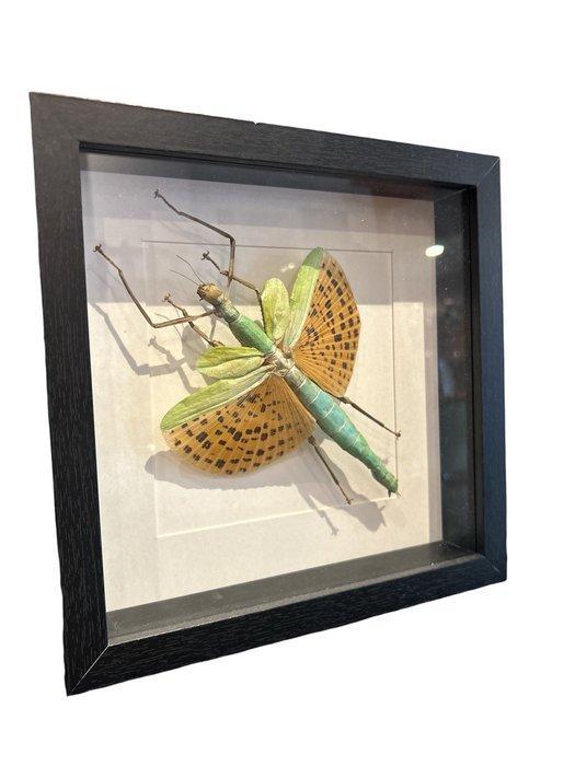 wandelende tak Taxidermie wandmontage - Paracyphocrania, Antiek en Kunst, Curiosa en Brocante