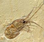 Les plus fines crevettes fossiles sur pierre - - Animal