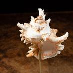 Decoratieve Ramose Murex - zeeslakenschelp op hout en