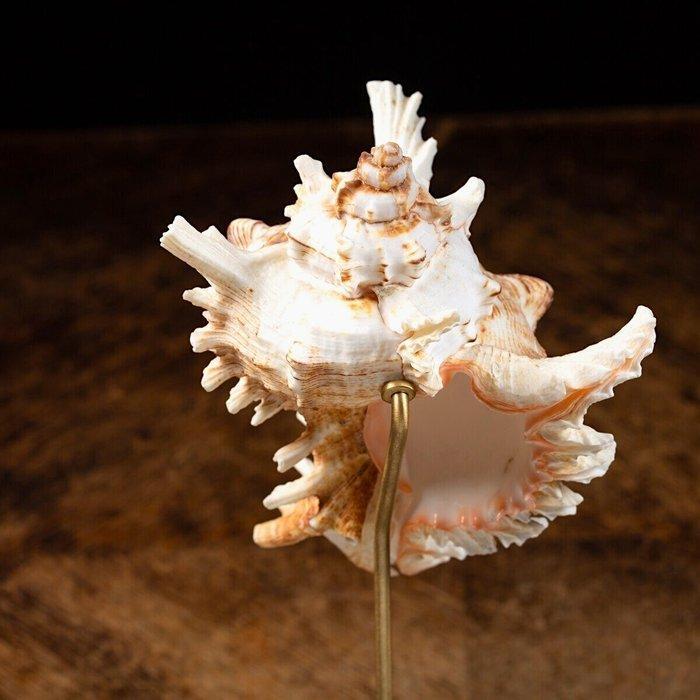 Decoratieve Ramose Murex - zeeslakenschelp op hout en, Antiquités & Art, Curiosités & Brocante