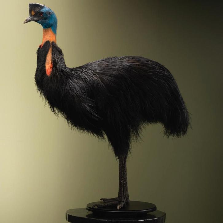 Oranjehalskasuaris Taxidermie Opgezette Dieren By Max, Verzamelen, Dierenverzamelingen, Opgezet dier, Nieuw, Vogel, Ophalen of Verzenden