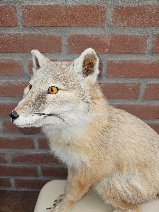 Corsac vos Taxidermie volledige montage - Vulpes corsac - 40, Verzamelen, Dierenverzamelingen