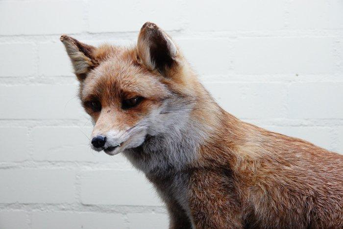 Rode vos Taxidermie volledige montage - Vulpes vulpes - 90, Verzamelen, Dierenverzamelingen