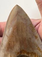 Grote Megalodon-tand 13,3 cm Zonder reparaties - Fossiele, Verzamelen, Mineralen en Fossielen