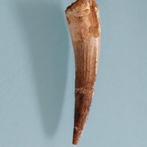 Dinosaurus - Fossiele tand - Spinosaurus aegyptiacus - 75 mm