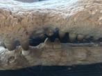 Krokodil - Fossiele schedel - 17 cm - 70 cm, Verzamelen, Mineralen en Fossielen