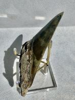 Megalodon - Fossiele tand - Carcharocles megalodon - 10 cm, Verzamelen, Mineralen en Fossielen
