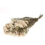 Rice flower preserved natural white gepreserveerd onmisbaar, Nieuw