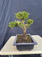 Bonsaï Lonicera Nitida - Hoogte (boom): 23 cm - Diepte