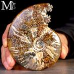 Eerste kwaliteit Cleoniceras ammoniet - Perfecte staat van, Verzamelen, Mineralen en Fossielen