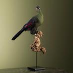 Toerako Support de corps entier pour taxidermie - Tauraco, Nieuw