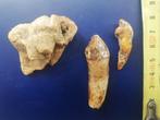 Holenbeer - Fossiele tanden - Ursus spelaeus