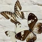 Vlinder Taxidermie volledige montage - Lepidoptera - 24 cm -, Antiek en Kunst