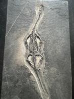 Reptile fossile: Keichousaurus -Trias - Animal fossilisé -