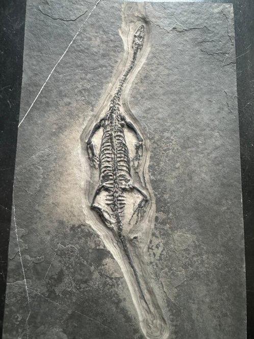 Reptile fossile: Keichousaurus -Trias - Animal fossilisé -, Verzamelen, Mineralen en Fossielen