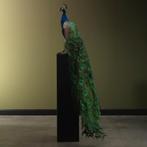 Blauwe Pauw Taxidermie Opgezette Dieren By Max, Ophalen of Verzenden, Nieuw, Vogel, Opgezet dier