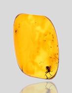 Baltische amber - Gedetailleerde Araneae: Araneida (Spin)