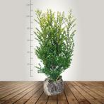 Japanse Hulst - 30 tot 160 cm - Rechtstreeks van de kweker, Jardin & Terrasse, Plantes | Arbustes & Haies, Haag, Ophalen of Verzenden