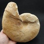 Nautiloïde géant - Animal fossilisé - Cymatoceras, Collections