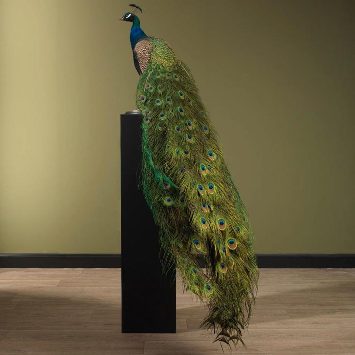 Blauwe Pauw Taxidermie Opgezette Dieren By Max, Verzamelen, Dierenverzamelingen, Opgezet dier, Nieuw, Vogel, Ophalen of Verzenden