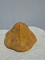 Crinoide - Gefossiliseerd dier - 17.5 cm