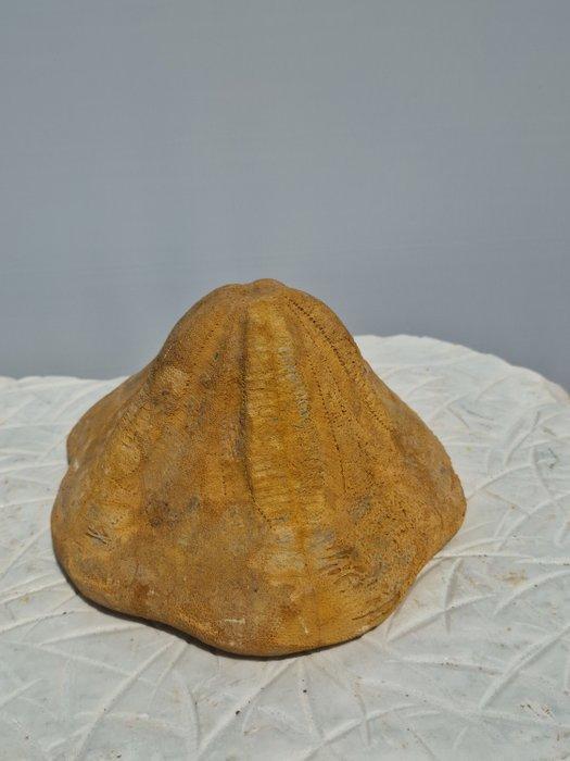 Crinoide - Gefossiliseerd dier - 17.5 cm, Verzamelen, Mineralen en Fossielen