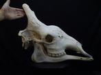 Huge Northern Giraffe skull Schedel - Giraffa camelopardalis, Verzamelen, Dierenverzamelingen, Nieuw
