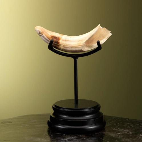 Nijlpaard Slagtand Taxidermie Opgezette Dieren By Max, Verzamelen, Dierenverzamelingen, Opgezet dier, Nieuw, Wild dier, Ophalen of Verzenden