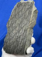 1 mooie grote gefossiliseerde Lepidodendron-schors -