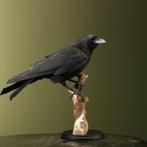 Kraai Taxidermie Opgezette Dieren By Max, Verzamelen, Dierenverzamelingen, Ophalen of Verzenden, Nieuw, Vogel, Opgezet dier