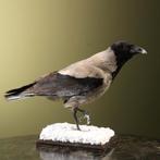 Bonte Kraai Taxidermie Opgezette Dieren By Max, Ophalen of Verzenden, Nieuw, Vogel, Opgezet dier