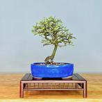 Chinese iep bonsai (Ulmus parviflora) - Hoogte (boom): 20 cm