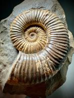 Zeldzame heteromorfe ammoniet - Gefossiliseerde schelp -, Verzamelen