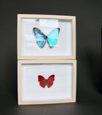 Vlinder Taxidermie volledige montage - Morpho aurora x, Verzamelen, Dierenverzamelingen, Nieuw