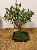 Azalea bonsai (Rhododendron) - Hoogte (boom): 27 cm - Diepte