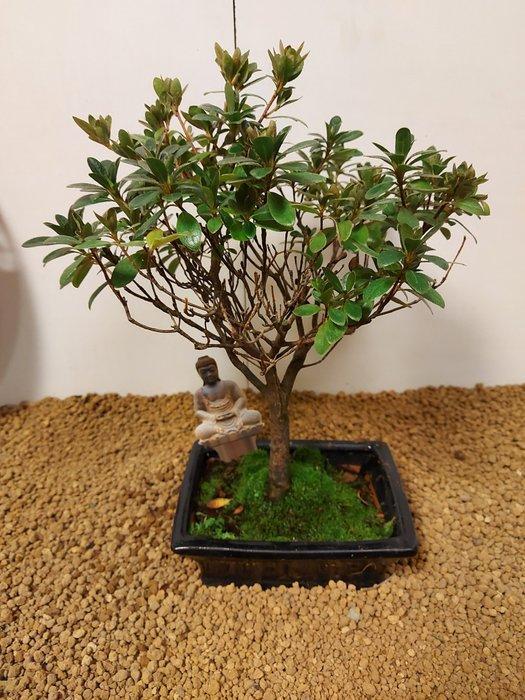 Azalea bonsai (Rhododendron) - Hoogte (boom): 27 cm - Diepte, Antiek en Kunst, Curiosa en Brocante