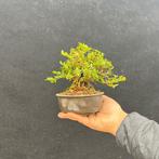 Bonsai van lonicera - Hoogte (boom): 14 cm - Diepte (boom):