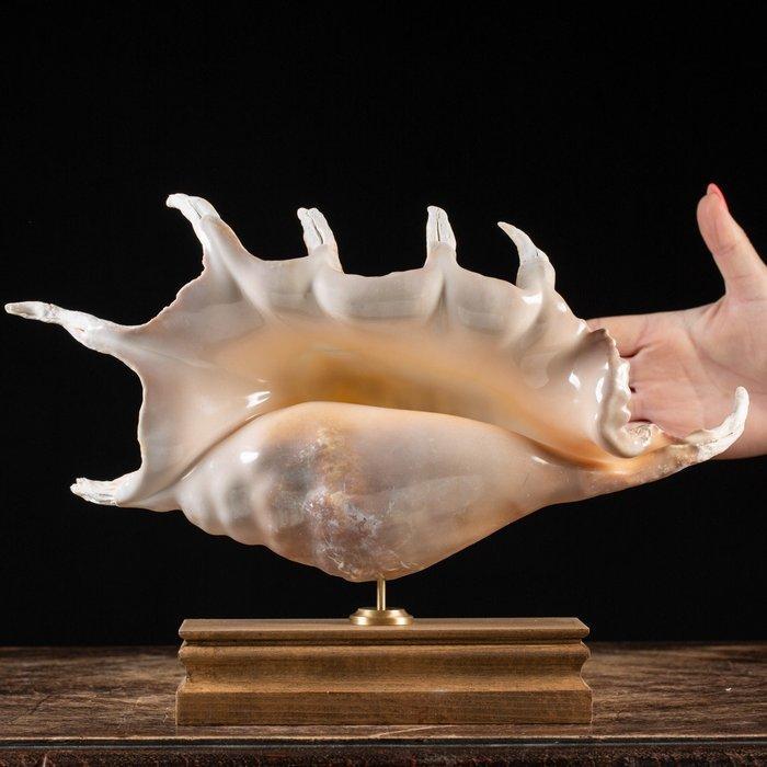 Spider Conch - van topkwaliteit - grote maat - Isole Bawe, Verzamelen, Dierenverzamelingen