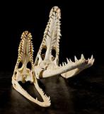 lotto twee schedels van krokodillen Taxidermie volledige, Nieuw