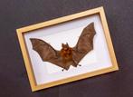 Painted Vesper Bat - framed Taxidermie volledige montage -, Nieuw