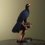 Violette Toerako Taxidermie Opgezette Dieren By Max, Ophalen of Verzenden, Nieuw, Vogel, Opgezet dier