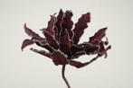 Cactus Ziggo Dark Rood Foam, Hobby en Vrije tijd, Knutselen, Nieuw