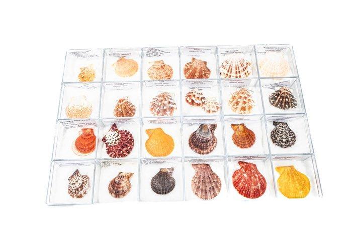 Uitgebreide Pecten-collectie met zeldzaamheden ***GEM***, Verzamelen, Dierenverzamelingen