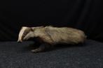 Common Badger - full-body standing mount - Bot - Meles meles, Nieuw