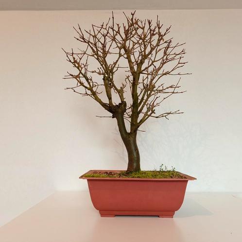 Drietandsesdoorn bonsai - Acer buergerianum, Tuin en Terras, Planten | Tuinplanten, Overige soorten, Vaste plant, Halfschaduw